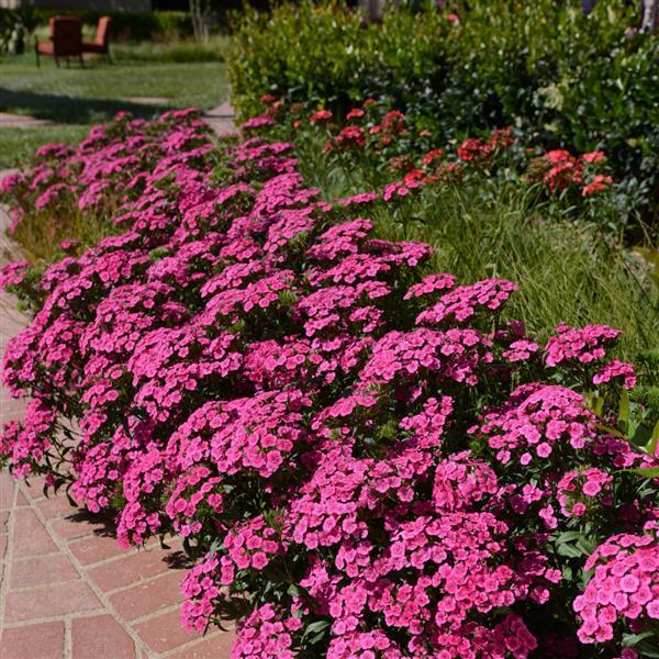 Jolt™ Pink Interspecific Dianthus - Commercial Landscape 1