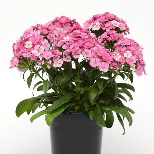 Jolt™ Pink Magic Interspecific Dianthus - Container