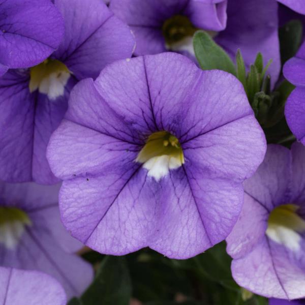 Lia Sky Blue Calibrachoa - Bloom