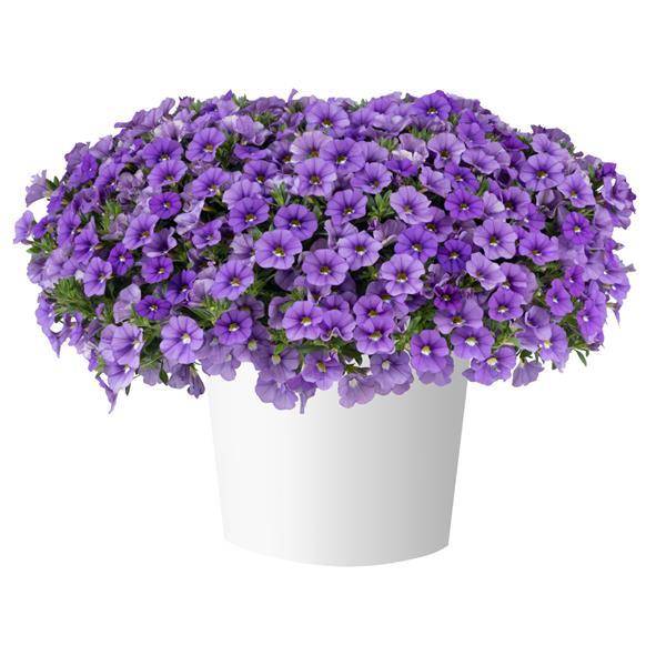 Lia Sky Blue Calibrachoa - Container