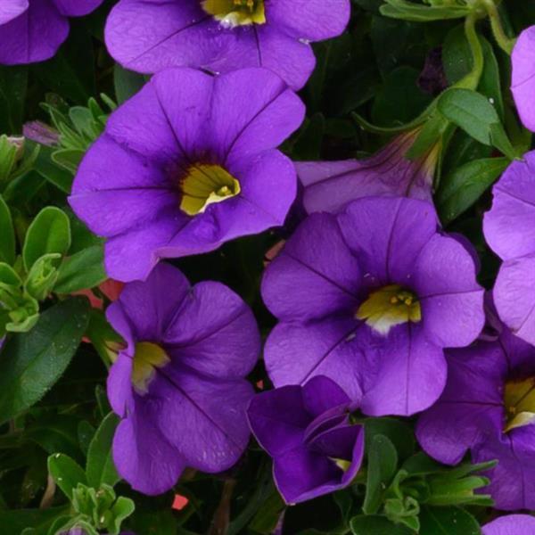 Lia Violet Calibrachoa - Bloom