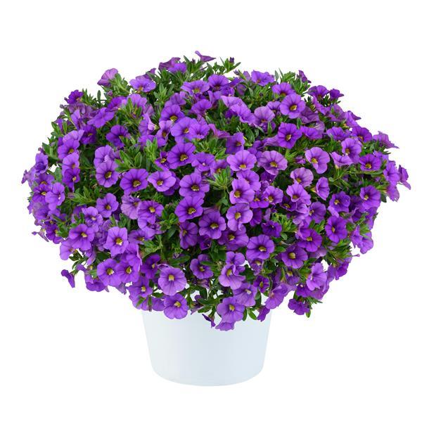 Lia Violet Calibrachoa - Container