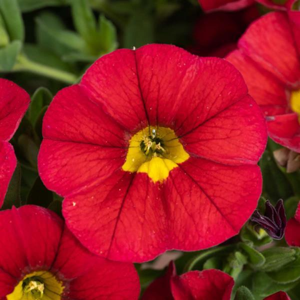 Lia Chili Pepper Calibrachoa - Bloom