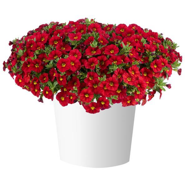 Lia Chili Pepper Calibrachoa - Container