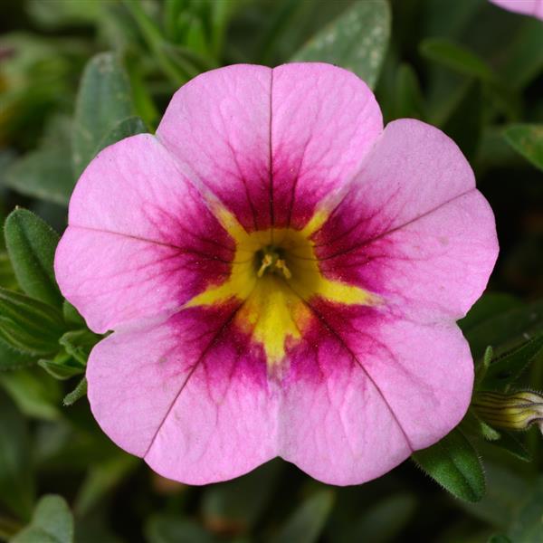 Lia Spark Pink Calibrachoa - Bloom