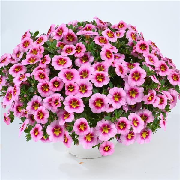 Lia Spark Pink Calibrachoa - Container