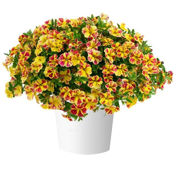 Lia Abstract Lemon Cherry Calibrachoa - Container