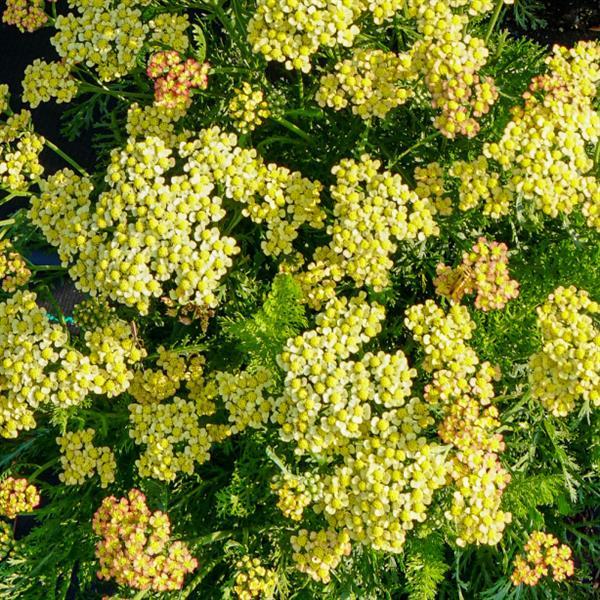 Achillea millefolium Milly Rock™ Yellow - Bloom