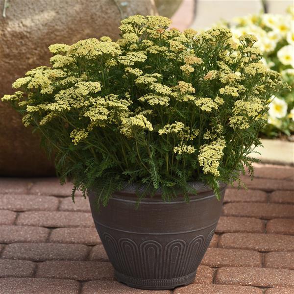 Achillea millefolium Milly Rock™ Yellow - Container