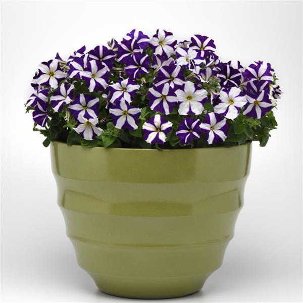 Mirage™ Blue Star Petunia - Container