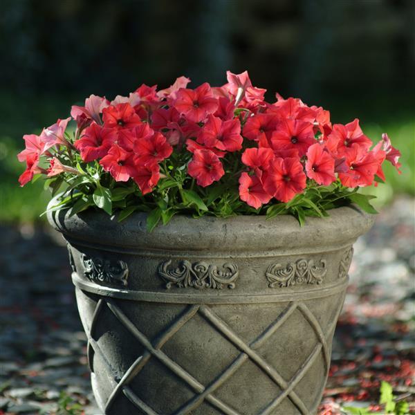 Mirage™ Red Petunia - Container