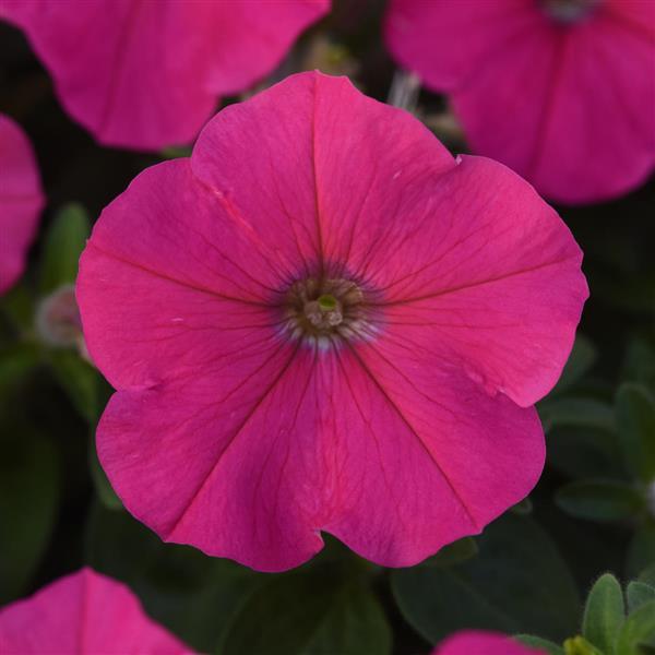 Mirage™ Rose Petunia - Bloom