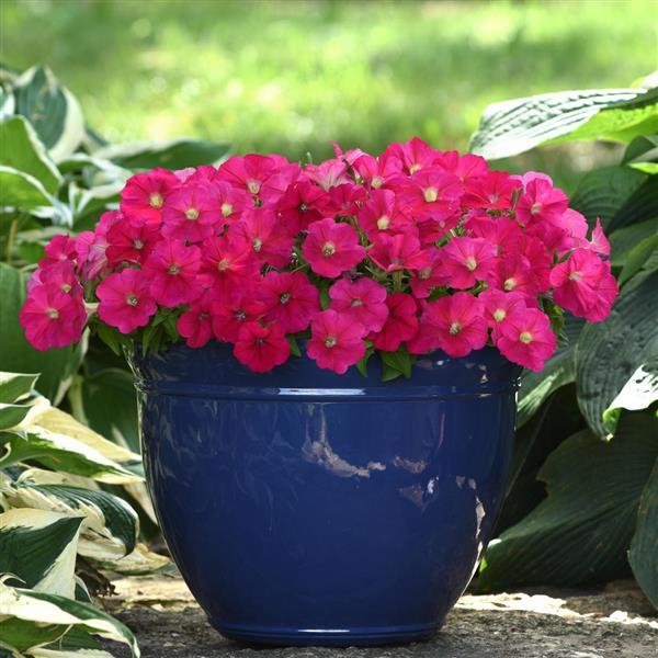 Mirage™ Rose Petunia - Container