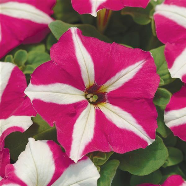 Mirage™ Rose Star Petunia - Bloom