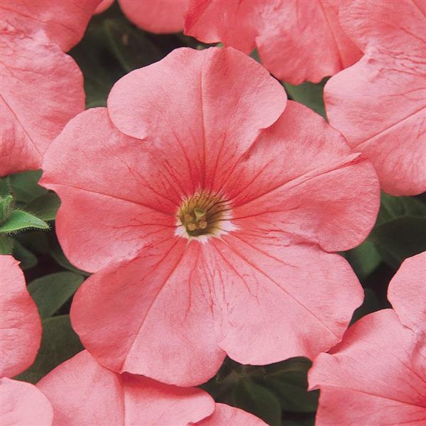 Mirage™ Salmon Petunia - Bloom