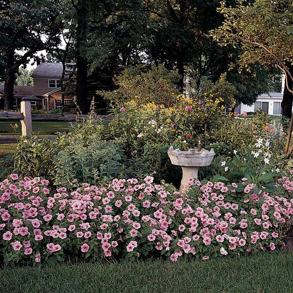 Mirage™ Spring Petunia - Commercial Landscape 1