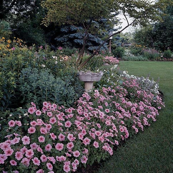 Mirage™ Spring Petunia - Landscape