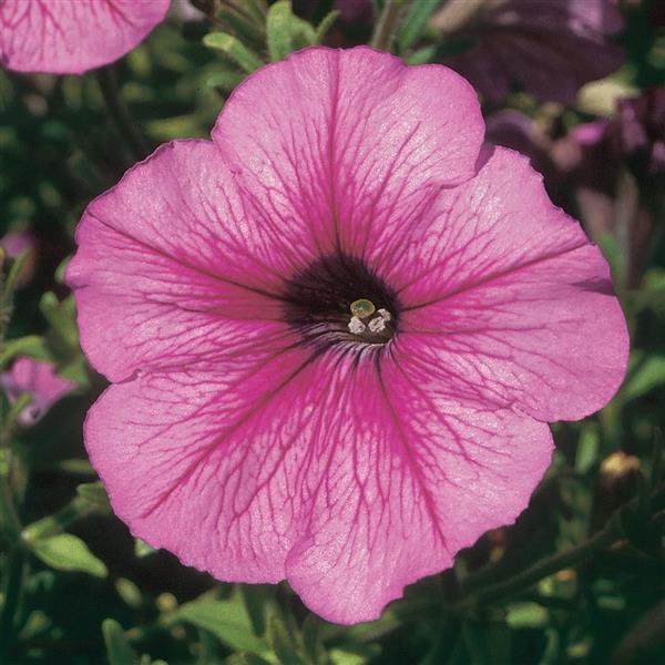 Mirage™ Sugar Petunia - Bloom