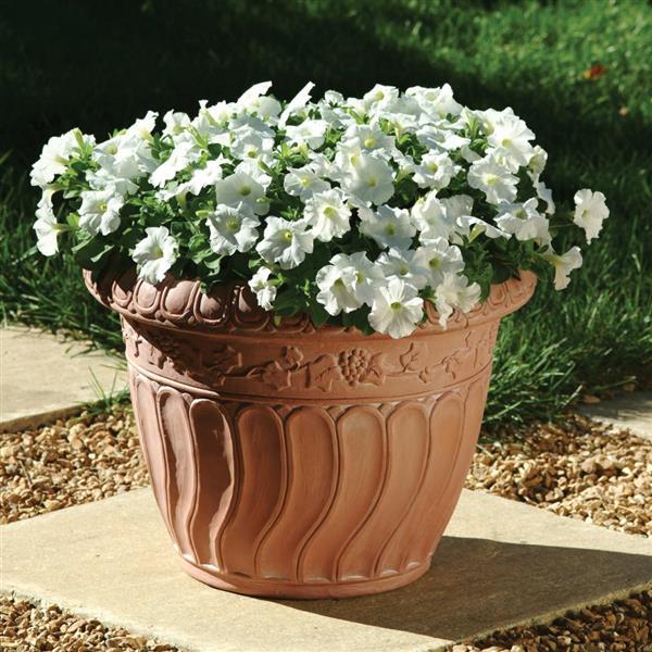 Mirage™ White Petunia - Container