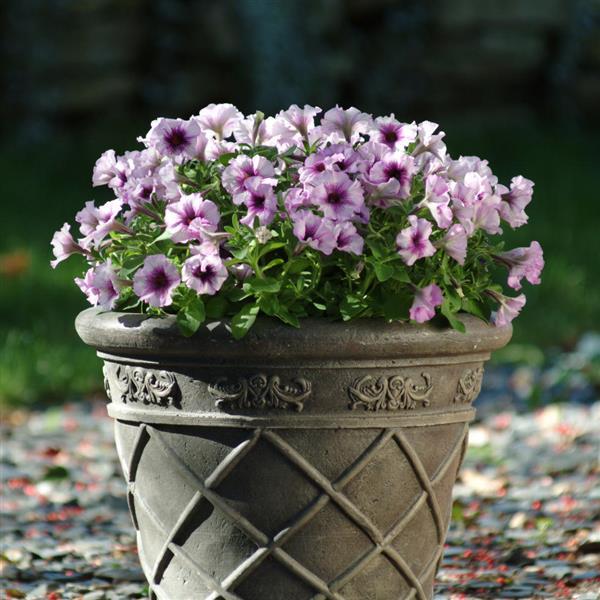 Mirage™ Plum Crystal Petunia - Container