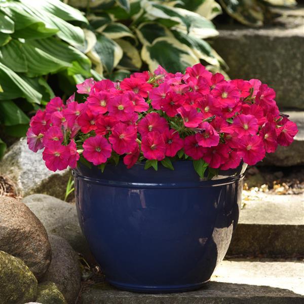 Mirage™ Deep Rose Petunia - Container