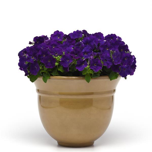 Mirage™ Blue Petunia - Container