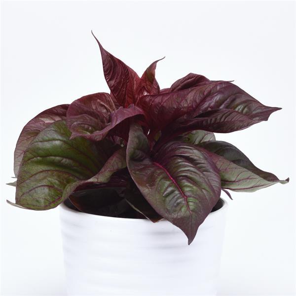 Lizzard Leaf Celosia Foliage, Sol™ - Bloom