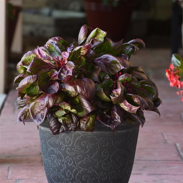 Lizzard Leaf Celosia Foliage, Sol™ - Container