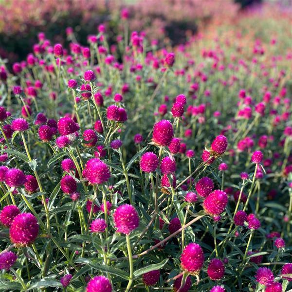 QIS Carmine Gomphrena - Greenhouse