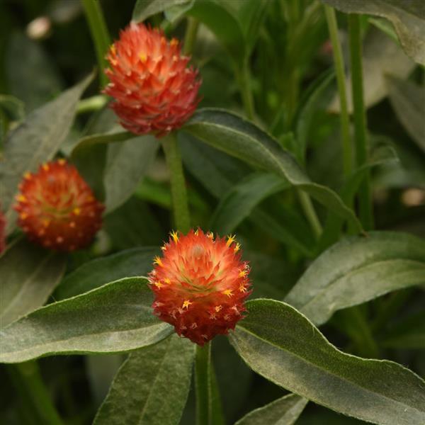 QIS Orange Gomphrena - Bloom