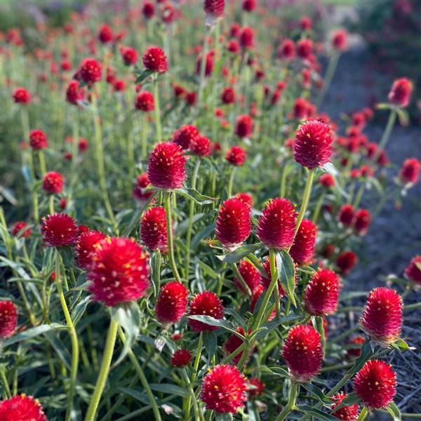 QIS Red Gomphrena - Greenhouse