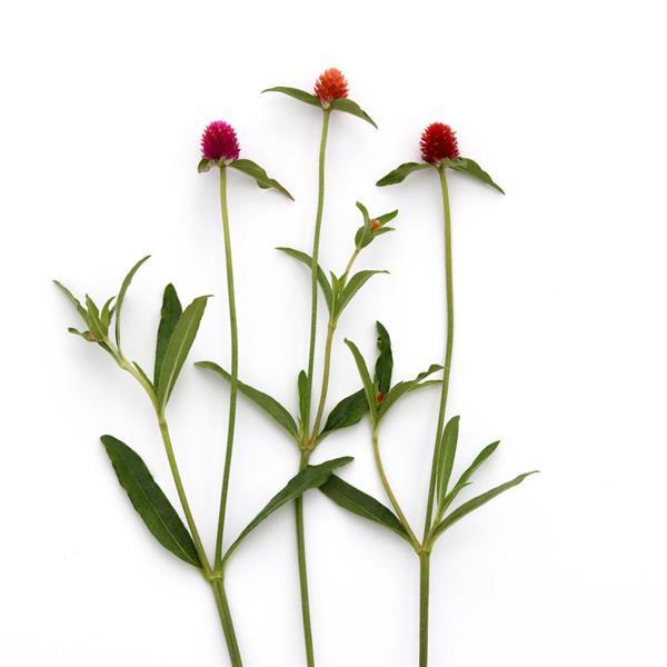 QIS Mixture Gomphrena - Single Stem, White Background