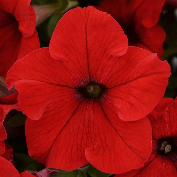 Ez Rider® Red Petunia - Bloom