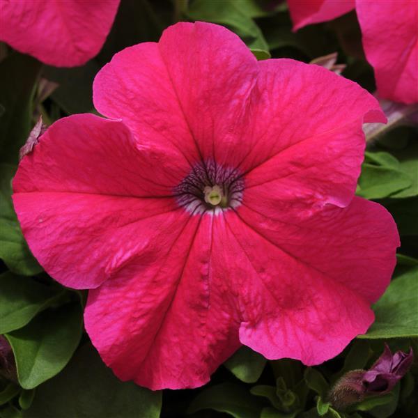 Ez Rider® Rose Petunia - Bloom