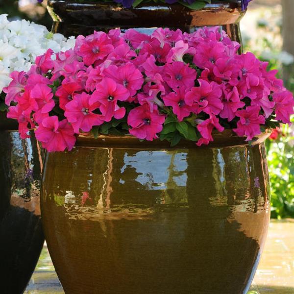 Ez Rider® Rose Petunia - Container