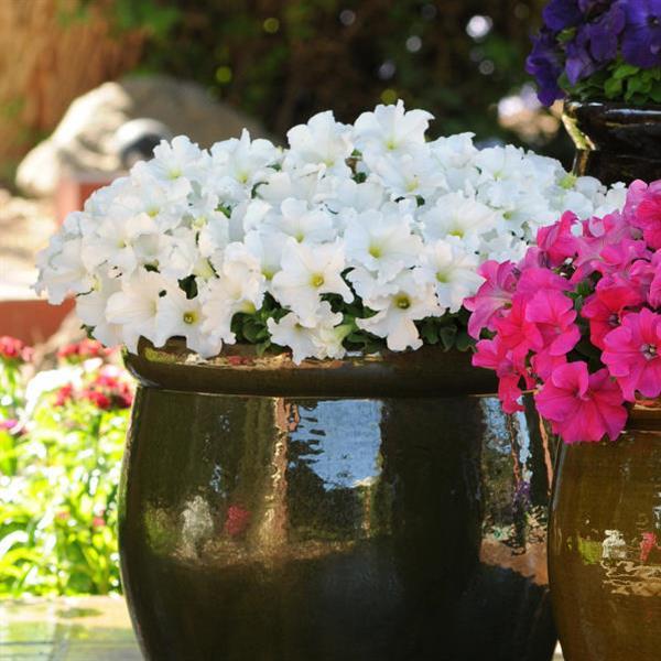 Ez Rider® White Petunia - Container