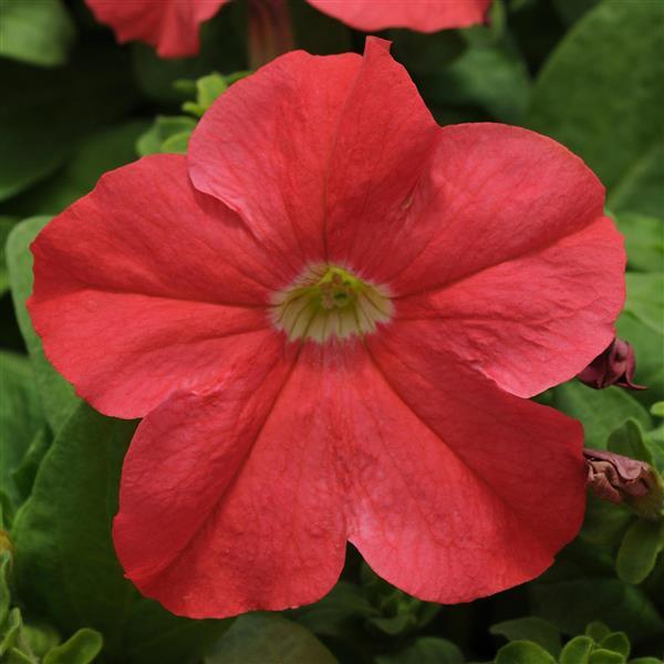 Ez Rider® Deep Salmon Petunia - Bloom