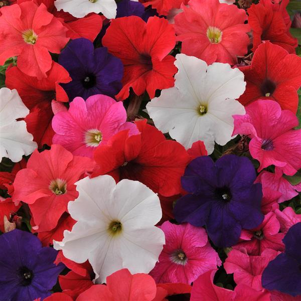 Ez Rider® Mixture Petunia - Bloom