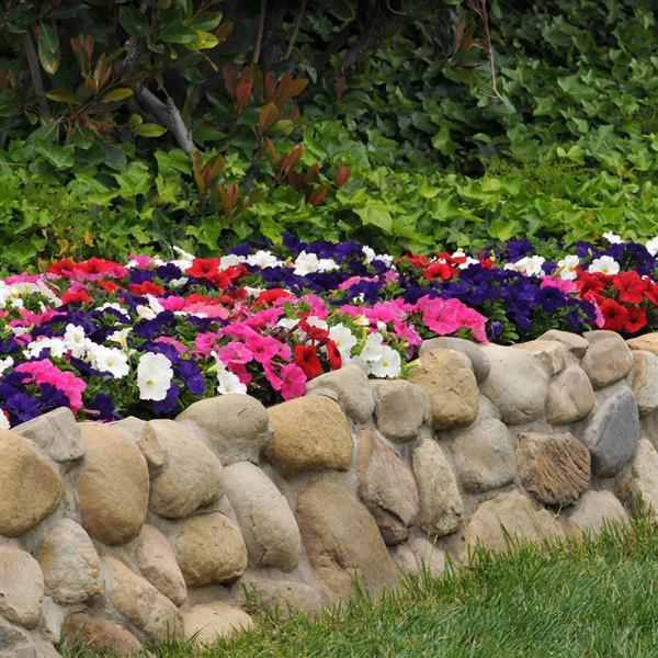 Ez Rider® Mixture Petunia - Landscape