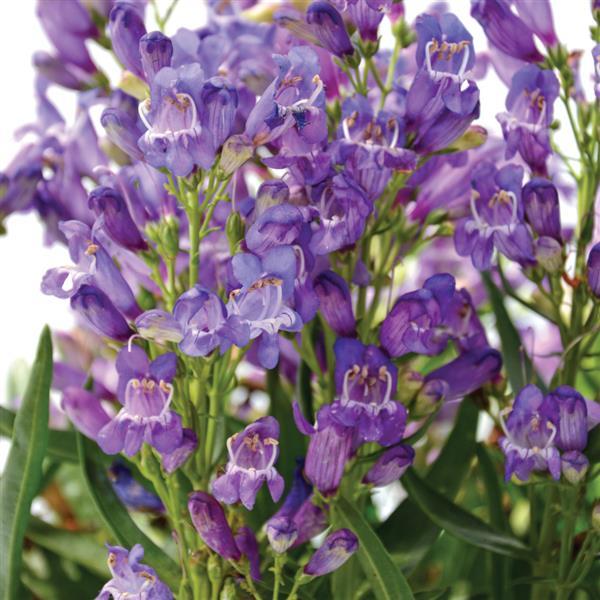 Penstemon barbatus Rock Candy® Blue - Bloom