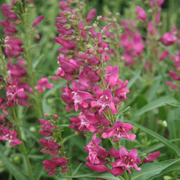 Penstemon barbatus Rock Candy® Pink - Bloom