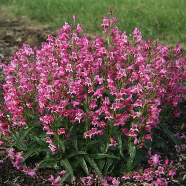 Penstemon barbatus Rock Candy® Pink - Garden