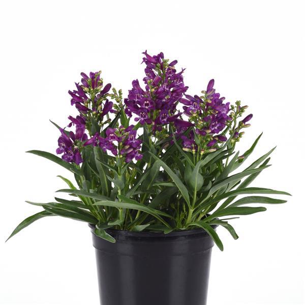 Penstemon barbatus Rock Candy® Purple - Container