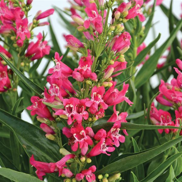 Penstemon barbatus Rock Candy® Ruby - Bloom