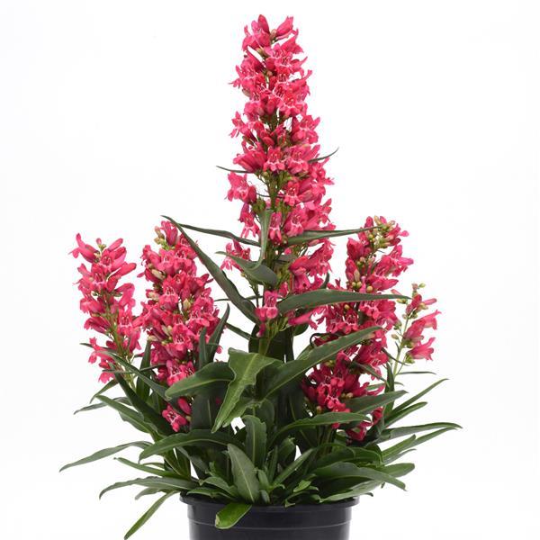 Penstemon barbatus Rock Candy® Ruby - Container