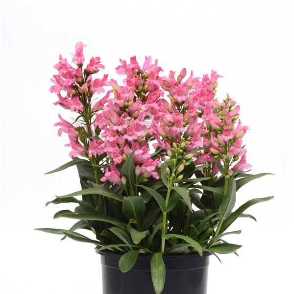 Penstemon barbatus Rock Candy® Light Pink - Container