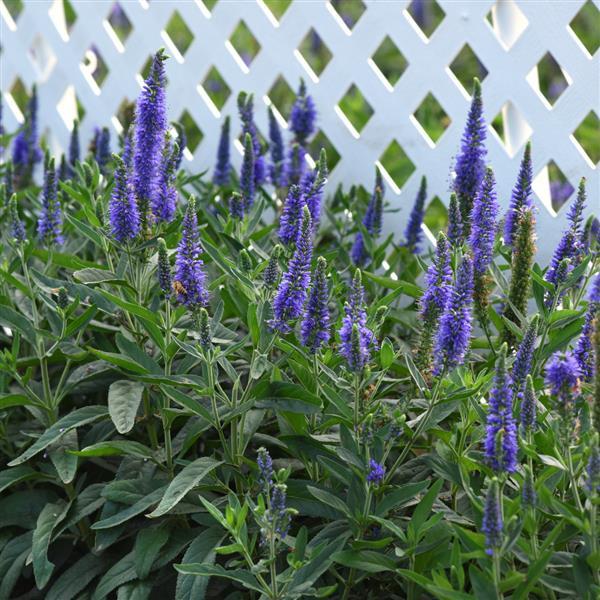 Veronica longifolia Skyward™ Blue - Landscape