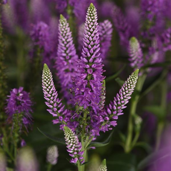 Veronica longifolia Skyward™ Lilac - Bloom