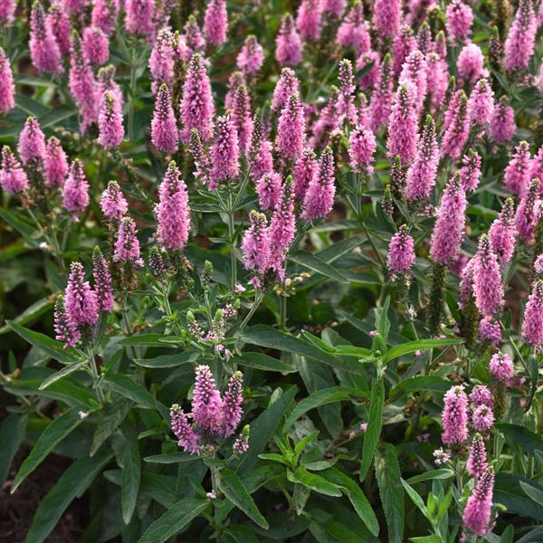 Veronica longifolia Skyward™ Pink - Landscape