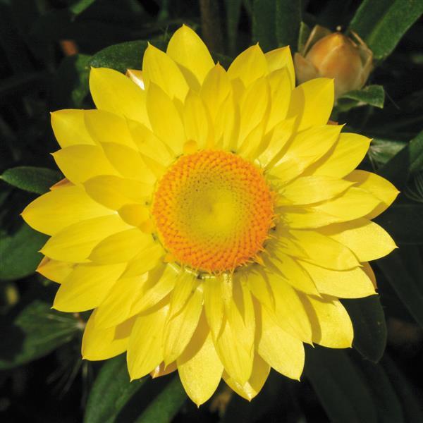 Mohave™ Basket Yellow Bracteantha - Bloom